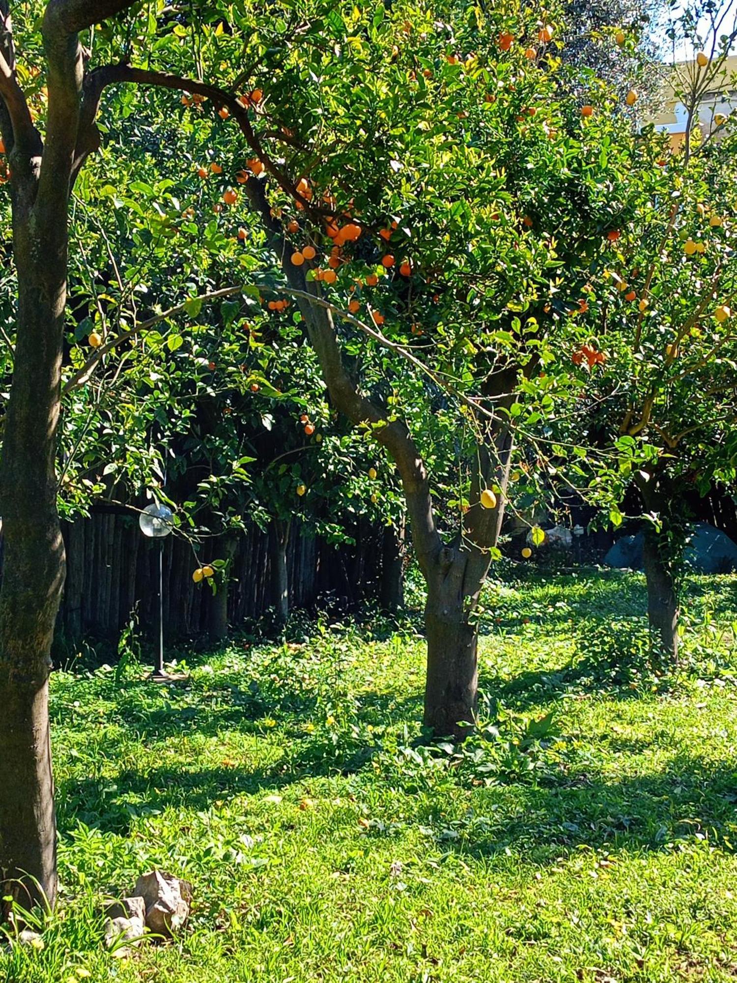 Villino L'Aranceto Sorrentino Bed & Breakfast Meta Bagian luar foto